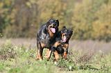 BEAUCERON 345